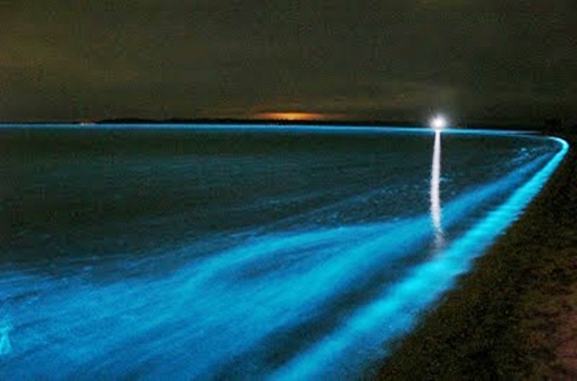 bioluminescentebaia